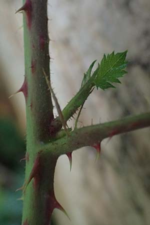 Rubus bombycinus \ Seidenhaarige Brombeere / Silk-Haired Bramble, D Reichshof-Pettseifen 10.8.2021