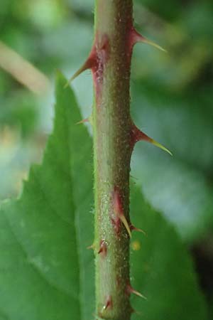 Rubus bombycinus \ Seidenhaarige Brombeere / Silk-Haired Bramble, D Reichshof-Pettseifen 10.8.2021