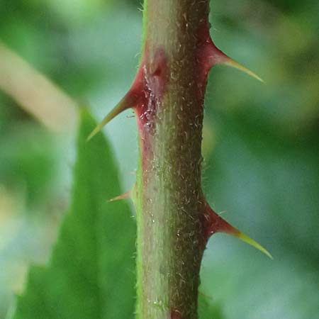 Rubus bombycinus \ Seidenhaarige Brombeere / Silk-Haired Bramble, D Reichshof-Pettseifen 10.8.2021