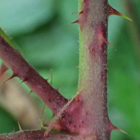 Rubus bombycinus \ Seidenhaarige Brombeere / Silk-Haired Bramble, D Reichshof-Pettseifen 10.8.2021