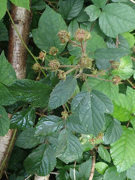 Rubus bombycinus \ Seidenhaarige Brombeere / Silk-Haired Bramble, D Reichshof-Pettseifen 10.8.2021