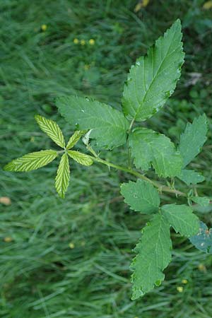 Rubus bicolor \ Gro&szlig;e Mittelgebirgs-Brombeere / Mountain Bramble, D Odenwald, Zotzenbach 21.8.2021