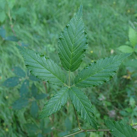 Rubus bicolor \ Gro&szlig;e Mittelgebirgs-Brombeere / Mountain Bramble, D Odenwald, Zotzenbach 21.8.2021