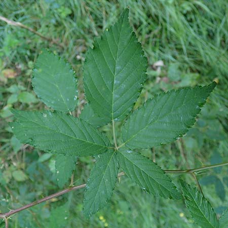 Rubus bicolor \ Gro&szlig;e Mittelgebirgs-Brombeere / Mountain Bramble, D Odenwald, Zotzenbach 21.8.2021