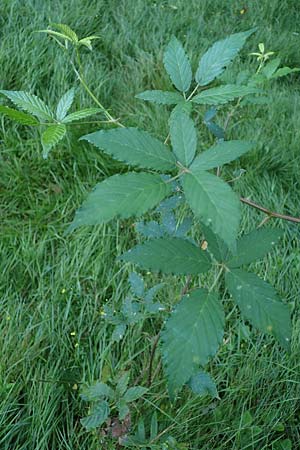 Rubus bicolor \ Gro&szlig;e Mittelgebirgs-Brombeere / Mountain Bramble, D Odenwald, Zotzenbach 21.8.2021
