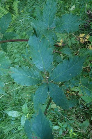 Rubus bicolor \ Gro&szlig;e Mittelgebirgs-Brombeere / Mountain Bramble, D Odenwald, Zotzenbach 21.8.2021