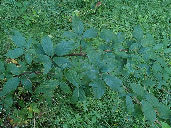 Rubus bicolor \ Gro&szlig;e Mittelgebirgs-Brombeere / Mountain Bramble, D Odenwald, Zotzenbach 21.8.2021