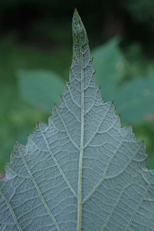 Rubus bicolor \ Gro&szlig;e Mittelgebirgs-Brombeere / Mountain Bramble, D Odenwald, Zotzenbach 21.8.2021