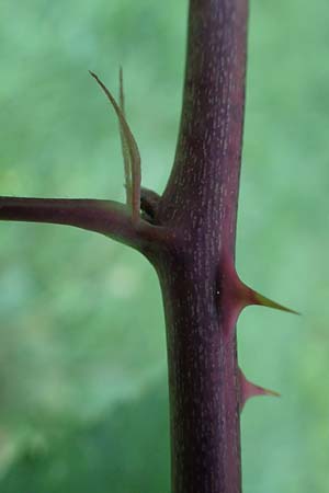 Rubus bicolor \ Gro&szlig;e Mittelgebirgs-Brombeere / Mountain Bramble, D Odenwald, Zotzenbach 21.8.2021