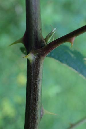 Rubus bicolor \ Gro&szlig;e Mittelgebirgs-Brombeere / Mountain Bramble, D Odenwald, Zotzenbach 21.8.2021