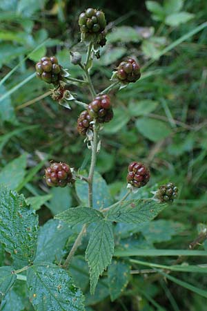 Rubus bicolor \ Gro&szlig;e Mittelgebirgs-Brombeere / Mountain Bramble, D Odenwald, Zotzenbach 21.8.2021