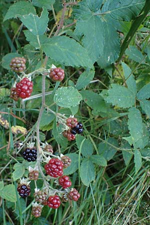 Rubus bicolor \ Gro&szlig;e Mittelgebirgs-Brombeere / Mountain Bramble, D Odenwald, Zotzenbach 21.8.2021