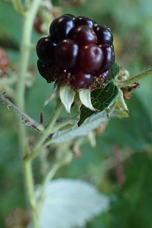 Rubus bicolor \ Gro&szlig;e Mittelgebirgs-Brombeere / Mountain Bramble, D Odenwald, Zotzenbach 21.8.2021