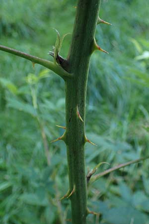 Rubus bicolor \ Gro&szlig;e Mittelgebirgs-Brombeere / Mountain Bramble, D Odenwald, Zotzenbach 21.8.2021