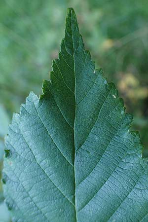Rubus bicolor \ Gro&szlig;e Mittelgebirgs-Brombeere / Mountain Bramble, D Odenwald, Zotzenbach 21.8.2021