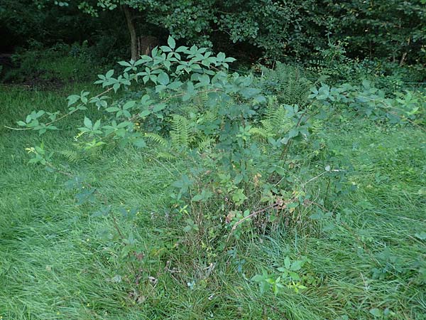 Rubus bicolor \ Gro&szlig;e Mittelgebirgs-Brombeere / Mountain Bramble, D Odenwald, Zotzenbach 21.8.2021