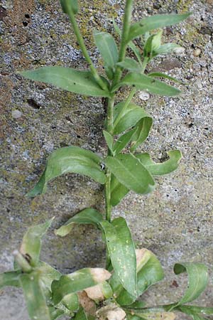 Calendula officinalis \ Garten-Ringelblume / Pot Marigold, D Bochum 20.6.2022