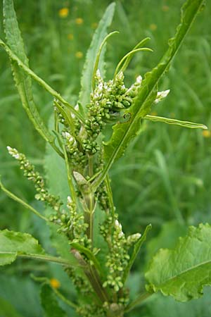 Rumex crispus \ Krauser Ampfer / Curled Dock, D Hambr&uuml;cken 7.5.2010