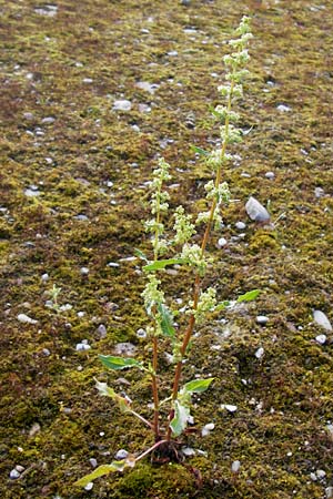 Rumex crispus \ Krauser Ampfer / Curled Dock, D Heidelberg 11.6.2013