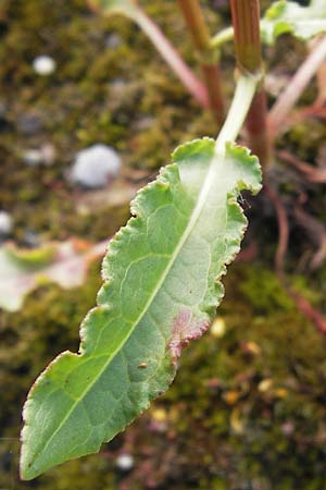 Rumex crispus \ Krauser Ampfer / Curled Dock, D Heidelberg 11.6.2013