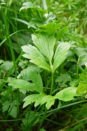 Ranunculus carinthiacus \ K�rntner Berg-Hahnenfu� / Carinthian Buttercup, D Kohlstetten 2.6.2015