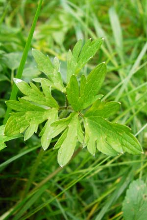 Ranunculus carinthiacus \ K�rntner Berg-Hahnenfu� / Carinthian Buttercup, D Kohlstetten 2.6.2015