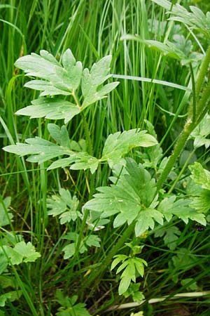 Ranunculus carinthiacus \ K�rntner Berg-Hahnenfu� / Carinthian Buttercup, D Kohlstetten 2.6.2015