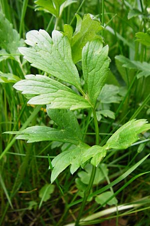 Ranunculus carinthiacus \ K�rntner Berg-Hahnenfu� / Carinthian Buttercup, D Kohlstetten 2.6.2015
