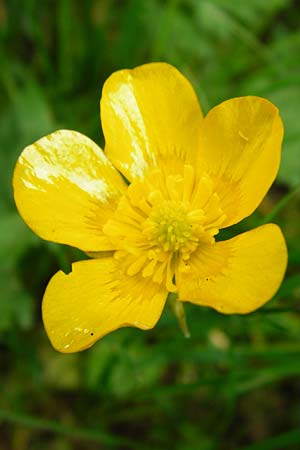 Ranunculus carinthiacus \ K�rntner Berg-Hahnenfu� / Carinthian Buttercup, D Kohlstetten 2.6.2015