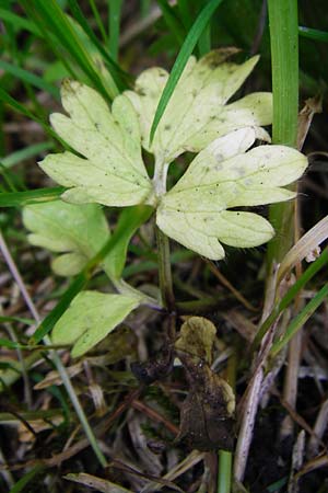 Ranunculus carinthiacus \ K�rntner Berg-Hahnenfu� / Carinthian Buttercup, D Kohlstetten 2.6.2015