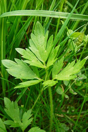Ranunculus carinthiacus \ K�rntner Berg-Hahnenfu� / Carinthian Buttercup, D Kohlstetten 2.6.2015