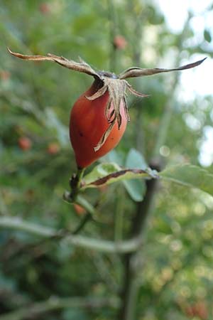 Rosa caesia \ Lederbl�ttrige Rose, Graugr�ne Rose / Northern Dog Rose, D Breuberg 10.9.2016