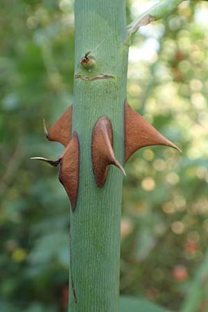 Rosa caesia \ Lederbl�ttrige Rose, Graugr�ne Rose / Northern Dog Rose, D Breuberg 10.9.2016