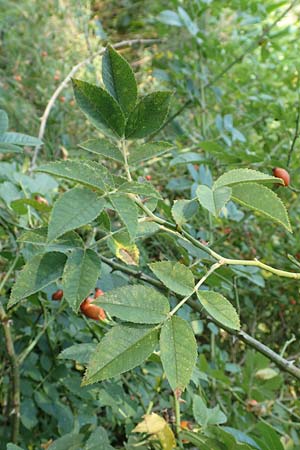 Rosa caesia \ Lederbl�ttrige Rose, Graugr�ne Rose / Northern Dog Rose, D Breuberg 10.9.2016