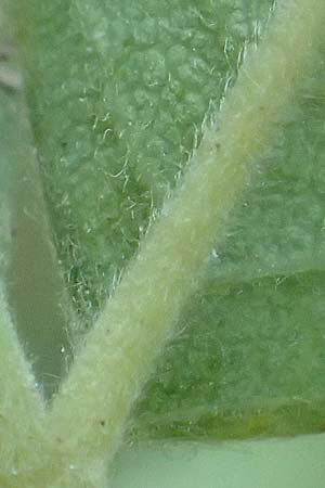 Rosa caesia \ Lederbl�ttrige Rose, Graugr�ne Rose / Northern Dog Rose, D Breuberg 10.9.2016