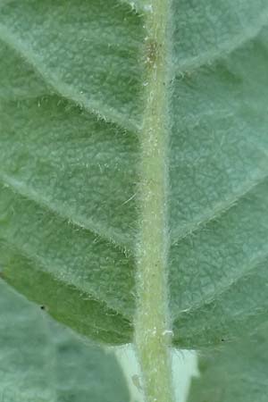 Rosa caesia \ Lederbl�ttrige Rose, Graugr�ne Rose / Northern Dog Rose, D Breuberg 10.9.2016