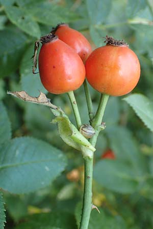 Rosa caesia \ Lederbl�ttrige Rose, Graugr�ne Rose / Northern Dog Rose, D Breuberg 10.9.2016
