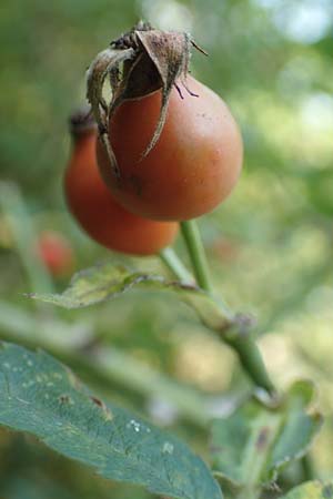 Rosa caesia \ Lederbl�ttrige Rose, Graugr�ne Rose / Northern Dog Rose, D Breuberg 10.9.2016