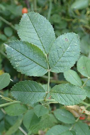 Rosa caesia \ Lederbl�ttrige Rose, Graugr�ne Rose / Northern Dog Rose, D Breuberg 10.9.2016