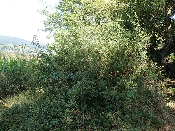 Rosa caesia \ Lederbl�ttrige Rose, Graugr�ne Rose / Northern Dog Rose, D Breuberg 10.9.2016