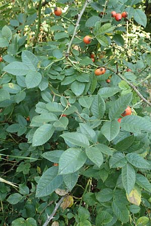 Rosa caesia \ Lederbl�ttrige Rose, Graugr�ne Rose / Northern Dog Rose, D Breuberg 10.9.2016