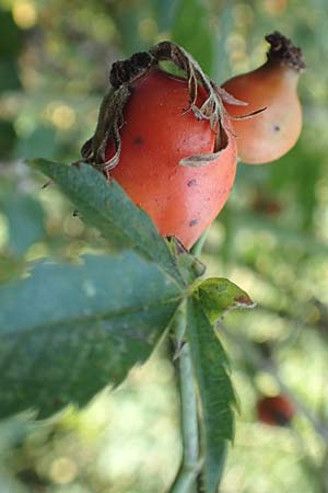 Rosa caesia \ Lederbl�ttrige Rose, Graugr�ne Rose / Northern Dog Rose, D Breuberg 10.9.2016