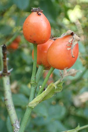 Rosa caesia \ Lederbl�ttrige Rose, Graugr�ne Rose / Northern Dog Rose, D Breuberg 10.9.2016