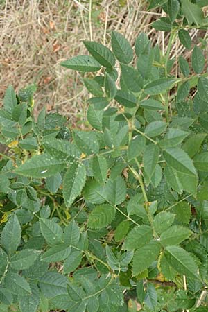 Rosa corymbifera \ Hecken-Rose / Thicket Dog Rose, D L&uuml;tzelbach 17.9.2016
