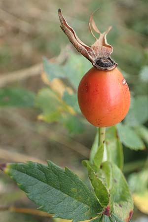 Rosa corymbifera \ Hecken-Rose / Thicket Dog Rose, D L&uuml;tzelbach 17.9.2016
