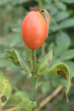 Rosa corymbifera \ Hecken-Rose / Thicket Dog Rose, D L&uuml;tzelbach 17.9.2016
