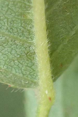 Rosa corymbifera \ Hecken-Rose / Thicket Dog Rose, D L&uuml;tzelbach 17.9.2016