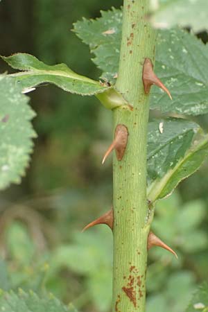 Rosa corymbifera \ Hecken-Rose / Thicket Dog Rose, D L&uuml;tzelbach 17.9.2016