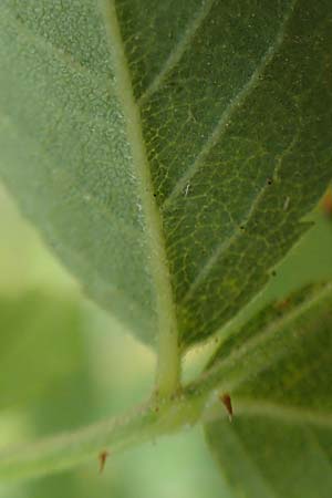Rosa corymbifera \ Hecken-Rose / Thicket Dog Rose, D L&uuml;tzelbach 17.9.2016
