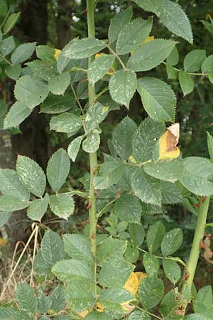 Rosa corymbifera \ Hecken-Rose / Thicket Dog Rose, D L&uuml;tzelbach 17.9.2016